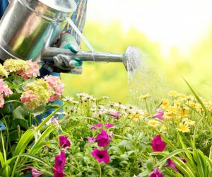 watering flowers in garden centre