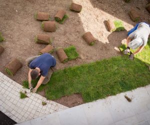 Gardener Installing Natural Grass TurfCreating Beautiful Lawn Field