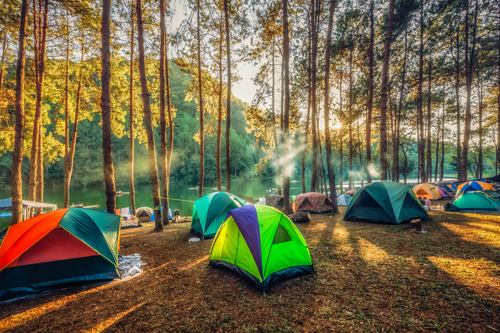 Tents set up in a forest camping ground